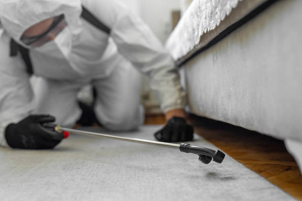 Professional Bed Bug Control technician working in West Little River, FL